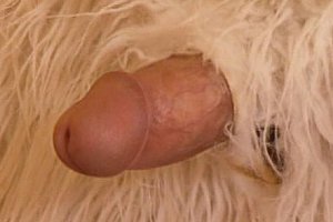 野外性暴力rape